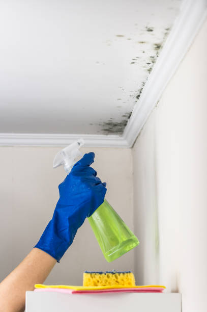 Why You Should Choose Our Mold Remediation Services in Miles, TX